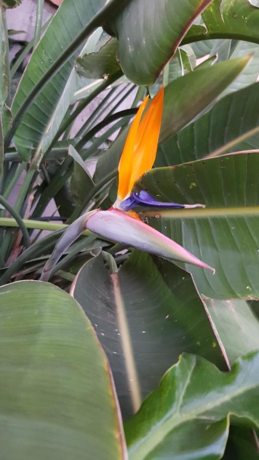 Aparthotel Strelitzia Park San Miguel de Abona Zewnętrze zdjęcie