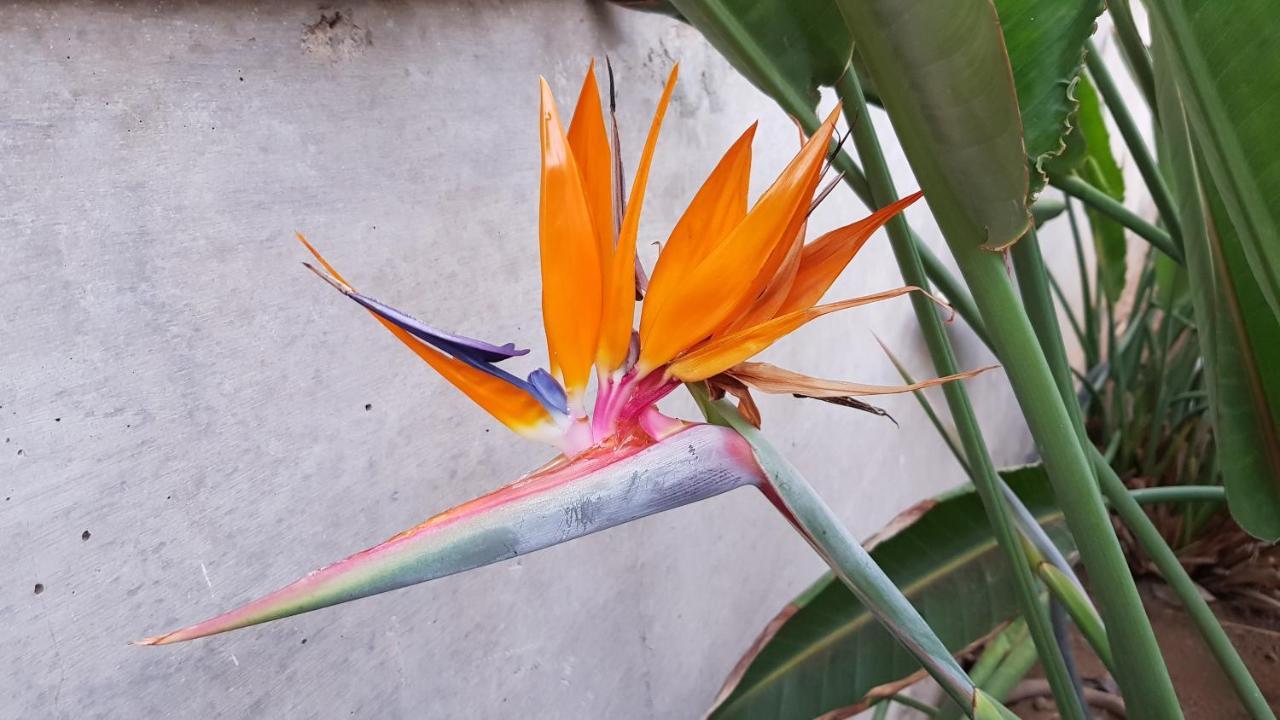 Aparthotel Strelitzia Park San Miguel de Abona Zewnętrze zdjęcie