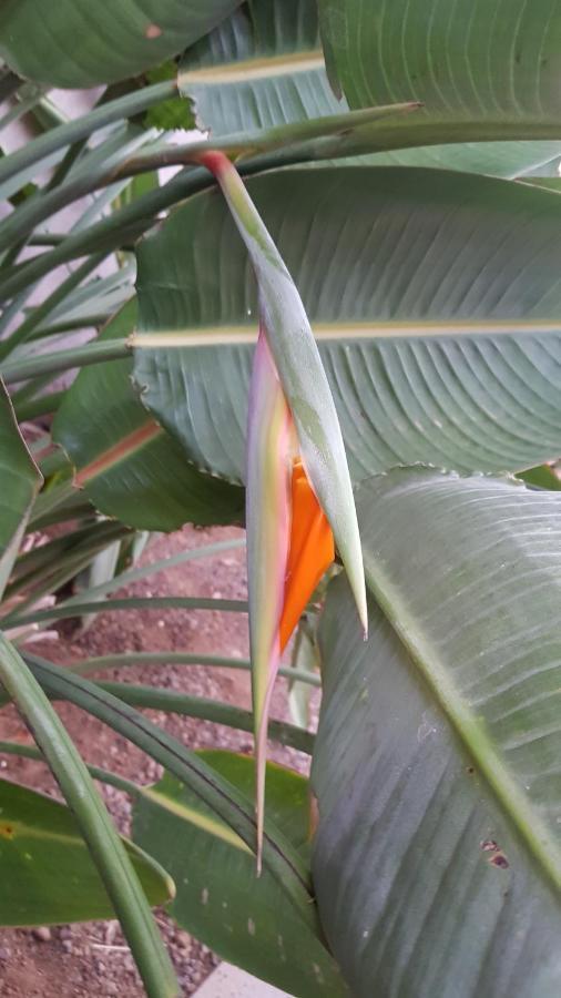 Aparthotel Strelitzia Park San Miguel de Abona Zewnętrze zdjęcie
