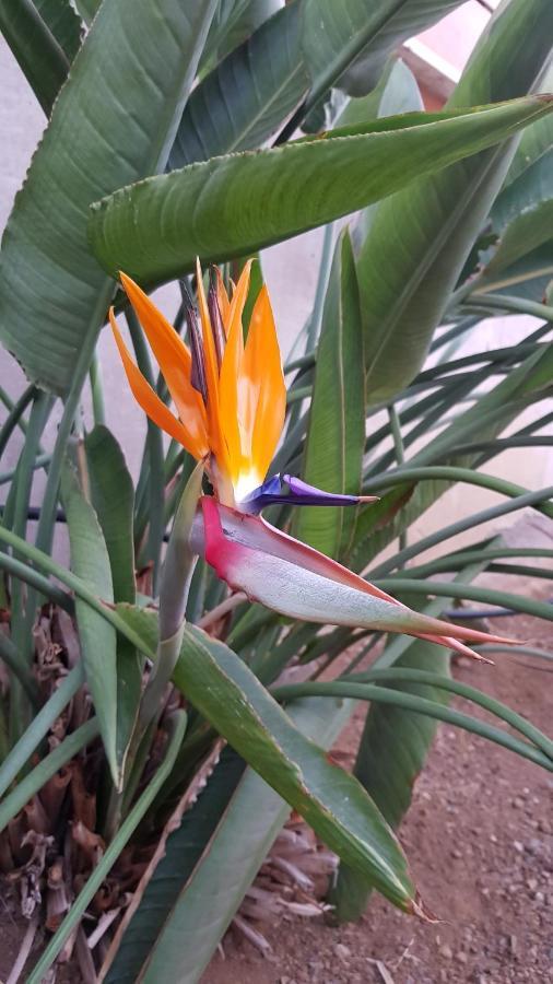 Aparthotel Strelitzia Park San Miguel de Abona Zewnętrze zdjęcie