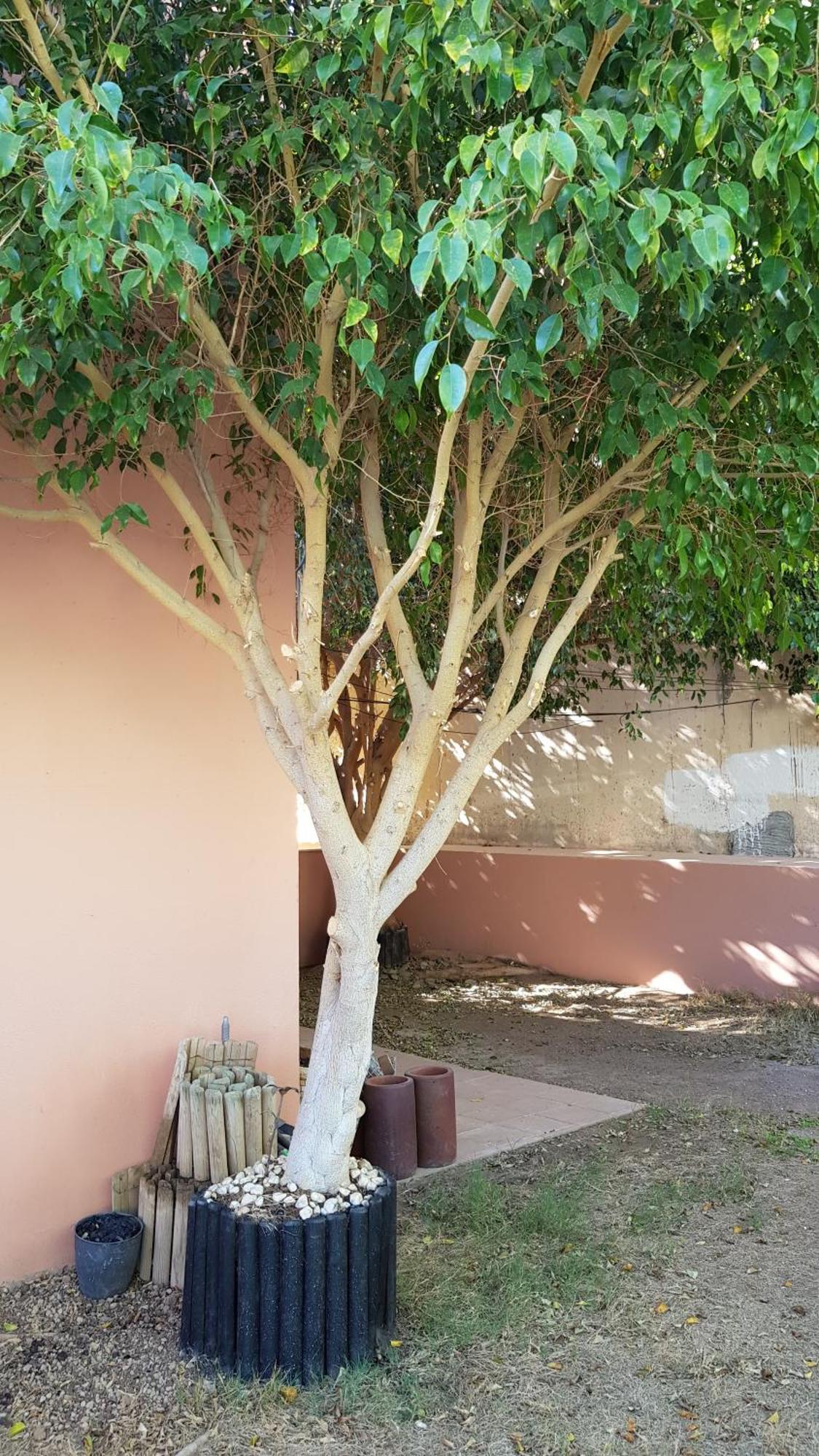 Aparthotel Strelitzia Park San Miguel de Abona Pokój zdjęcie